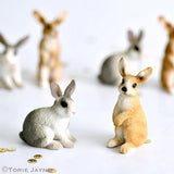 Miniature bunnies